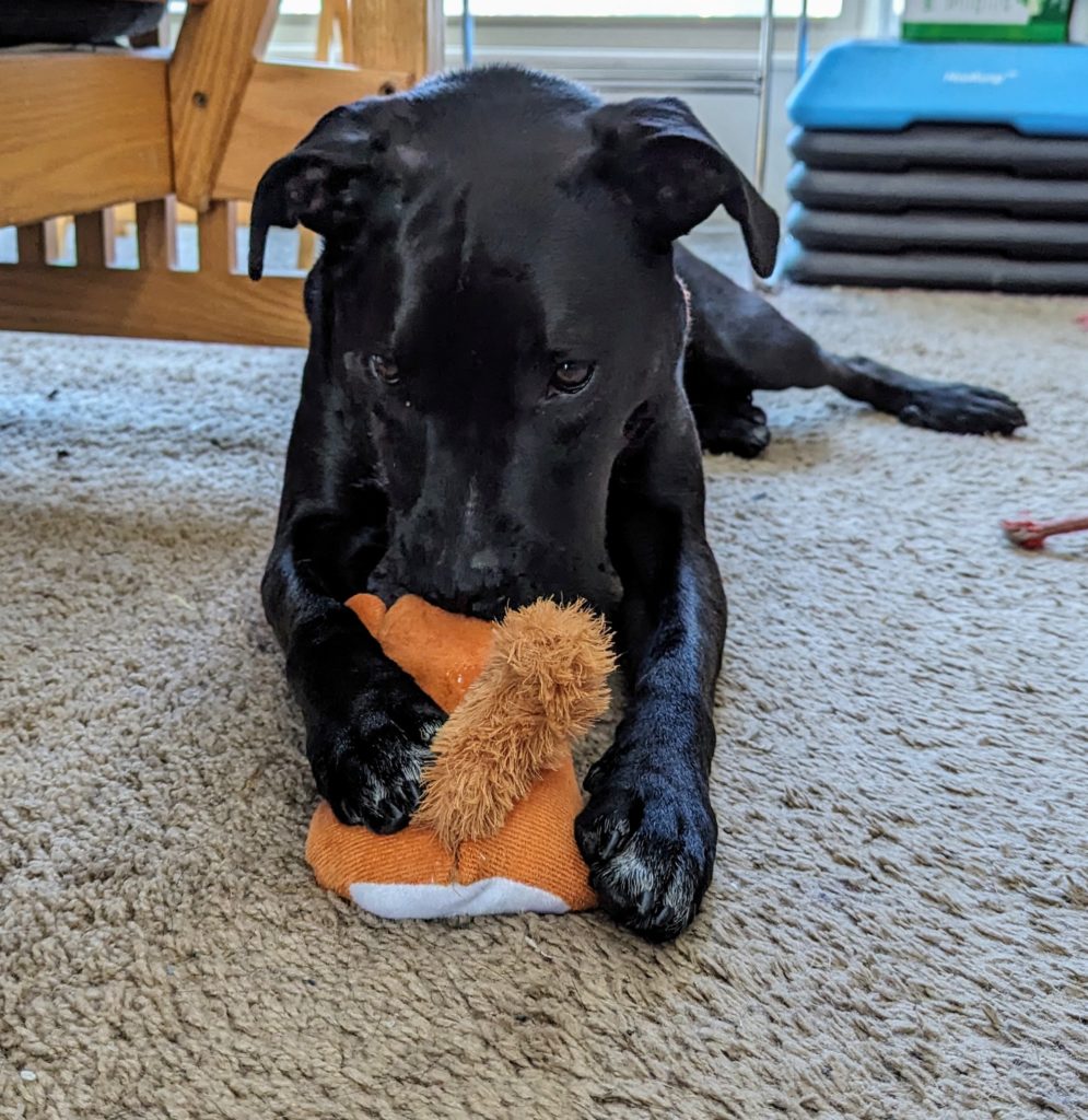 Black dog chewing with enthusiasm on an orange squirrel stuffie