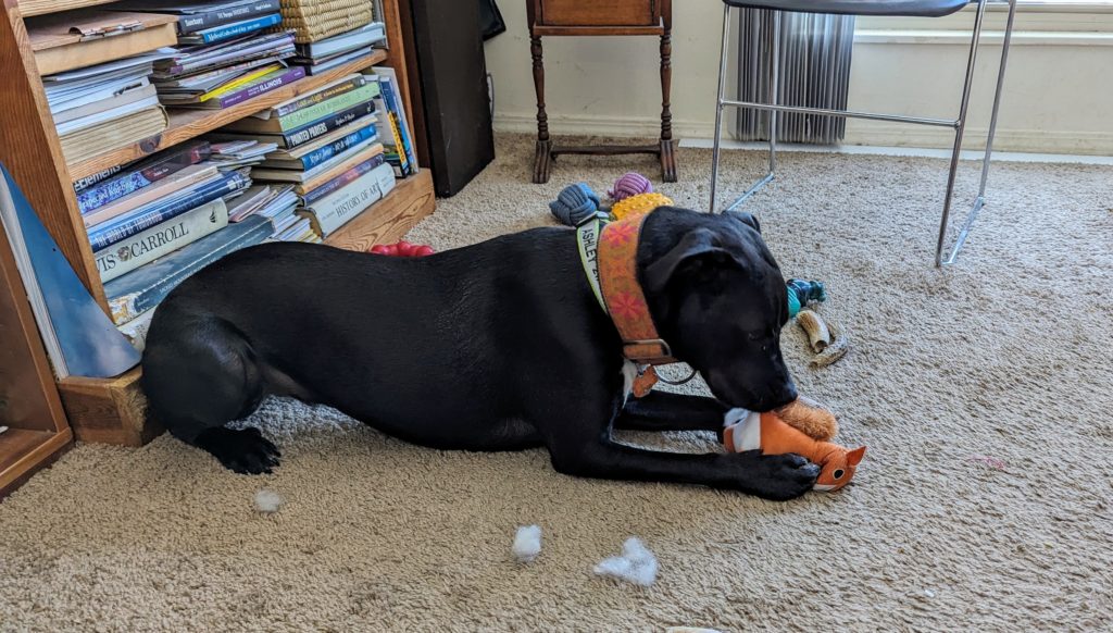A black dog pulling the stuffing out of a stuffie