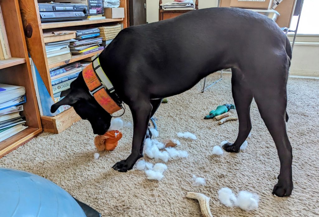 Black dog with disemboweled stuffie