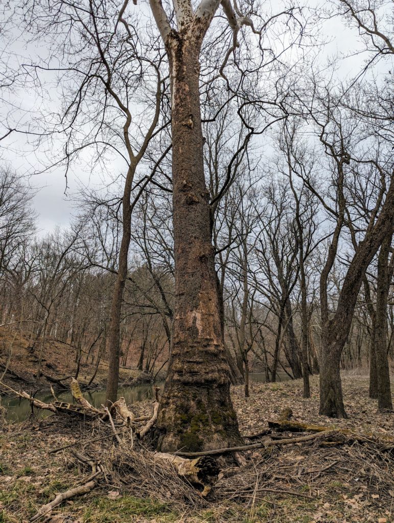 Sycamore tree standing on the floodplain of the Sangamon River