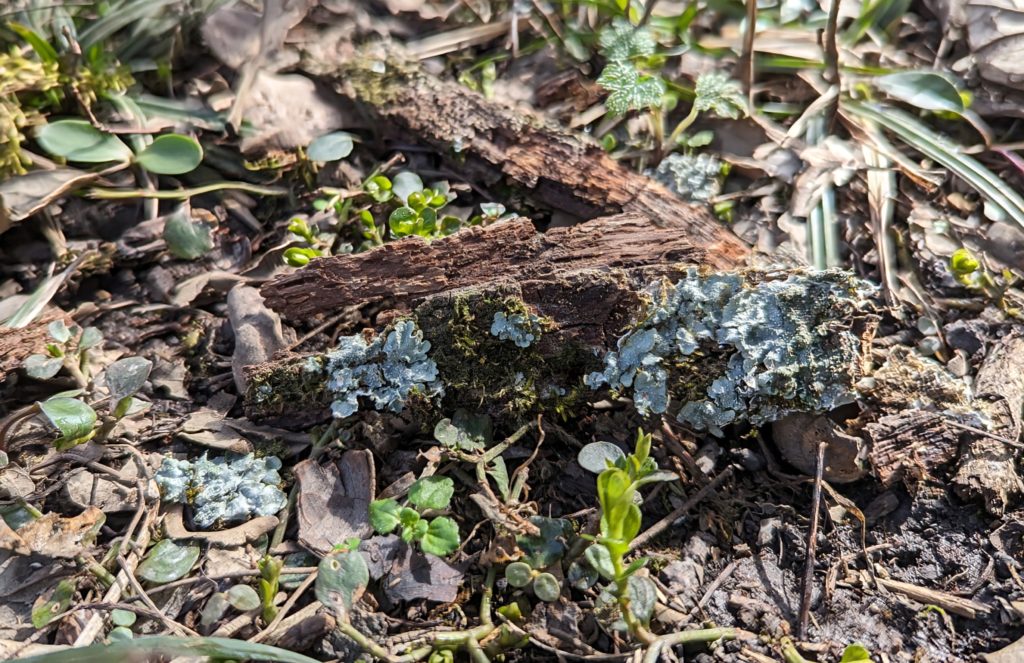 A piece of bark with lichens on it