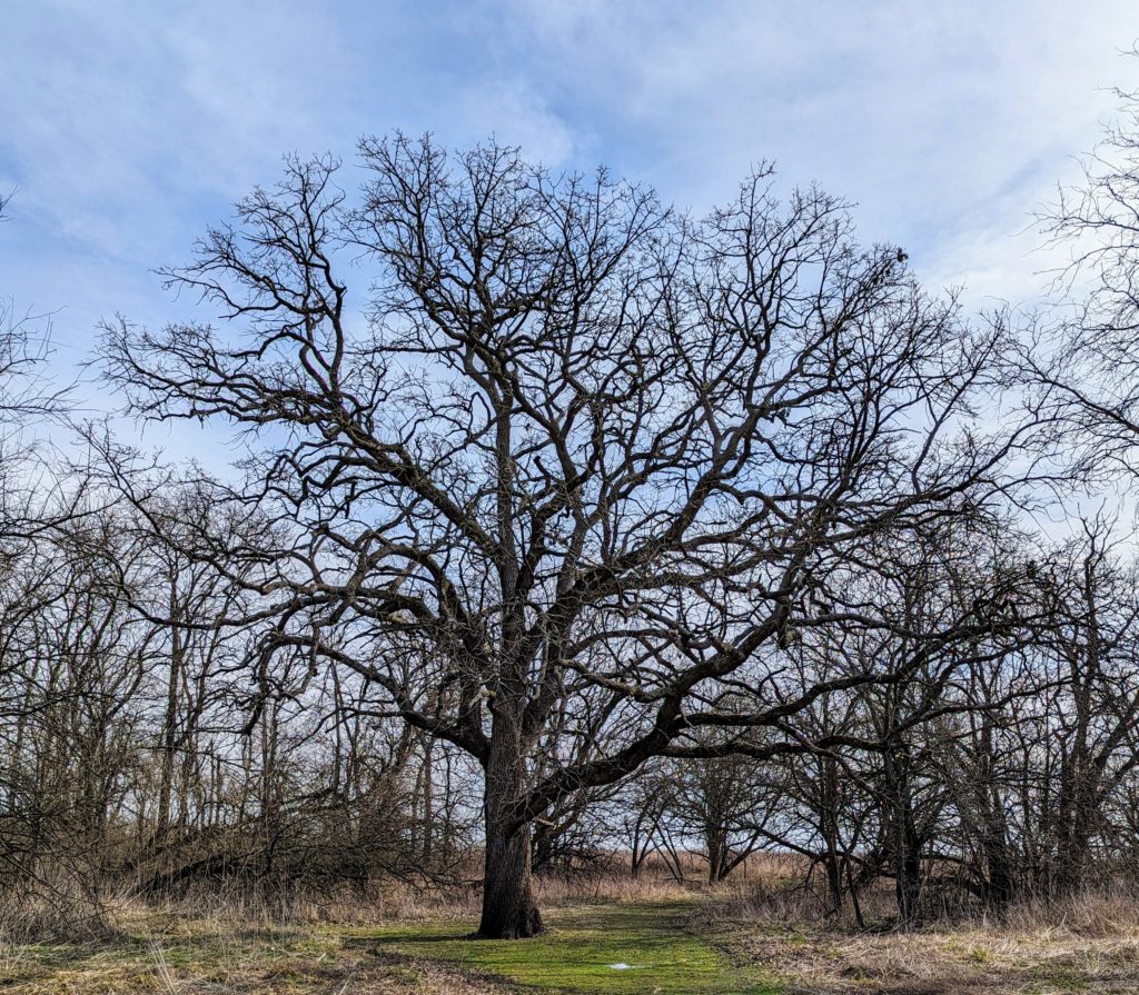 Big open-grown oak tree