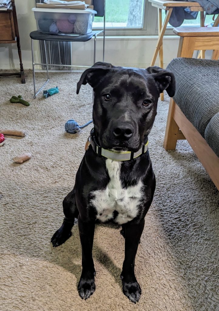 A black dog with a white chest sitting and waiting for a treat