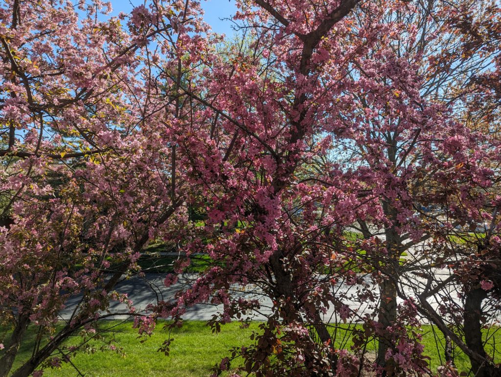 A view out my study window, with a flowering crabapple in full bloom