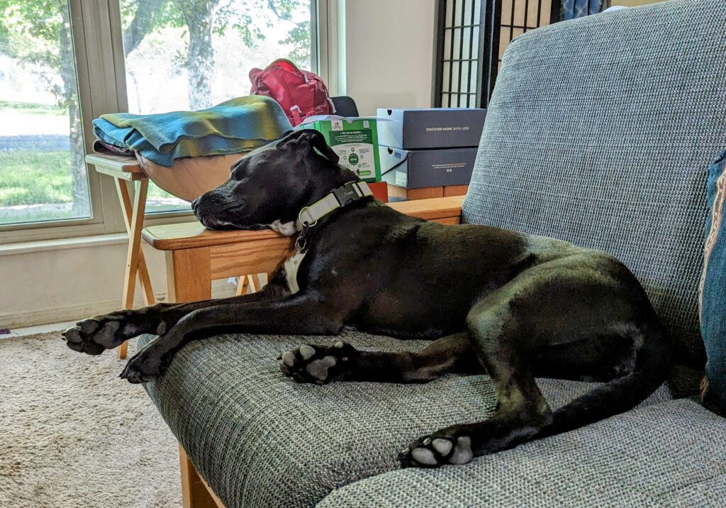 A dog lounging on the sofa with her head on the arm rest