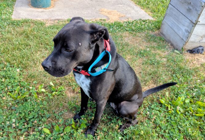 A black dog wearing a brand new red and blue collar