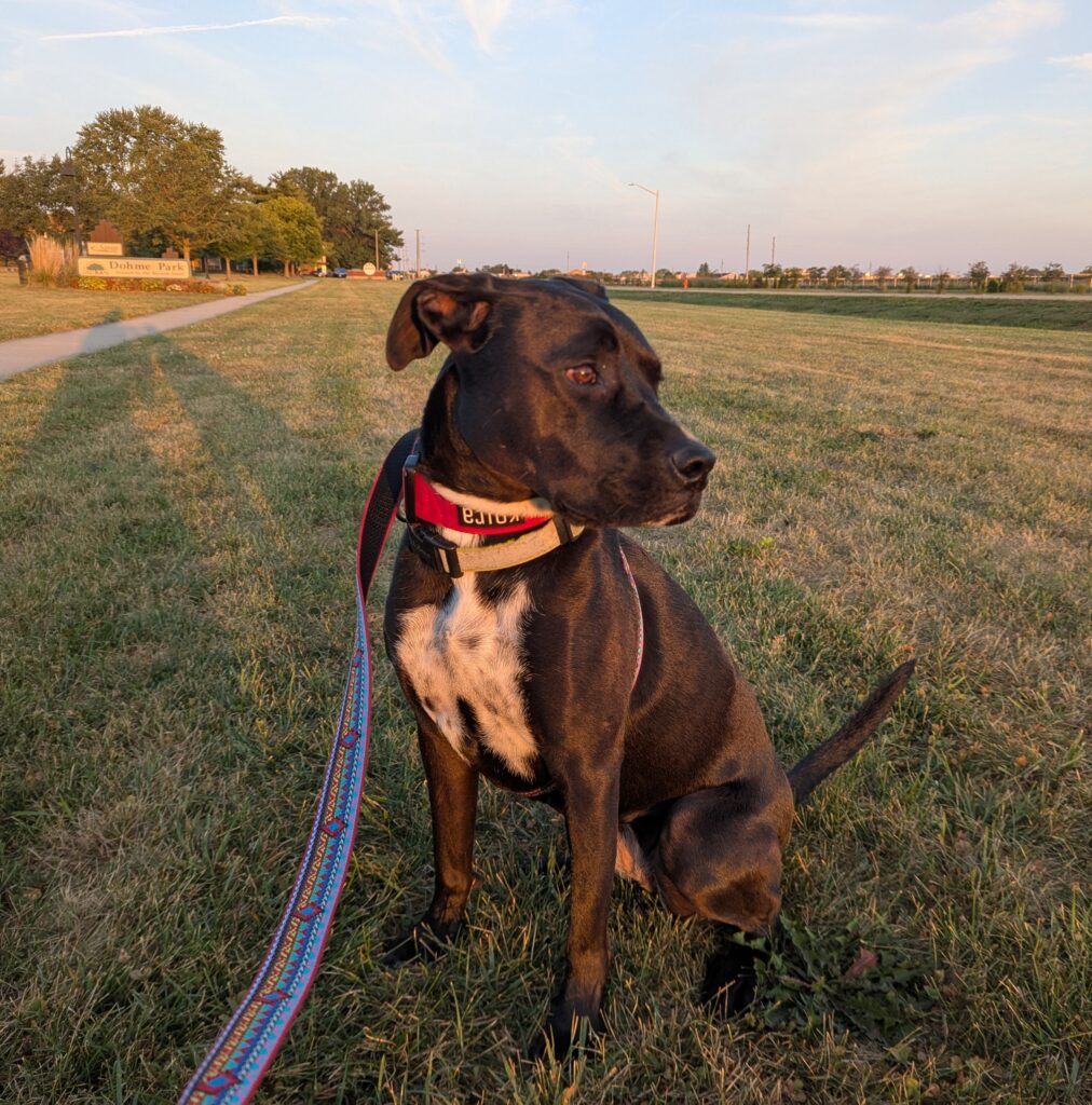 A black dog with a white chest sitting in the grass in a park