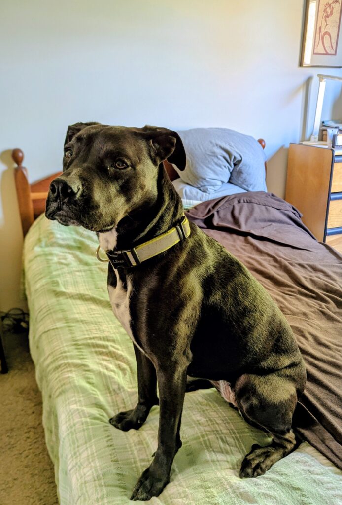 A black dog looking just a bit supercilious sitting on a bed