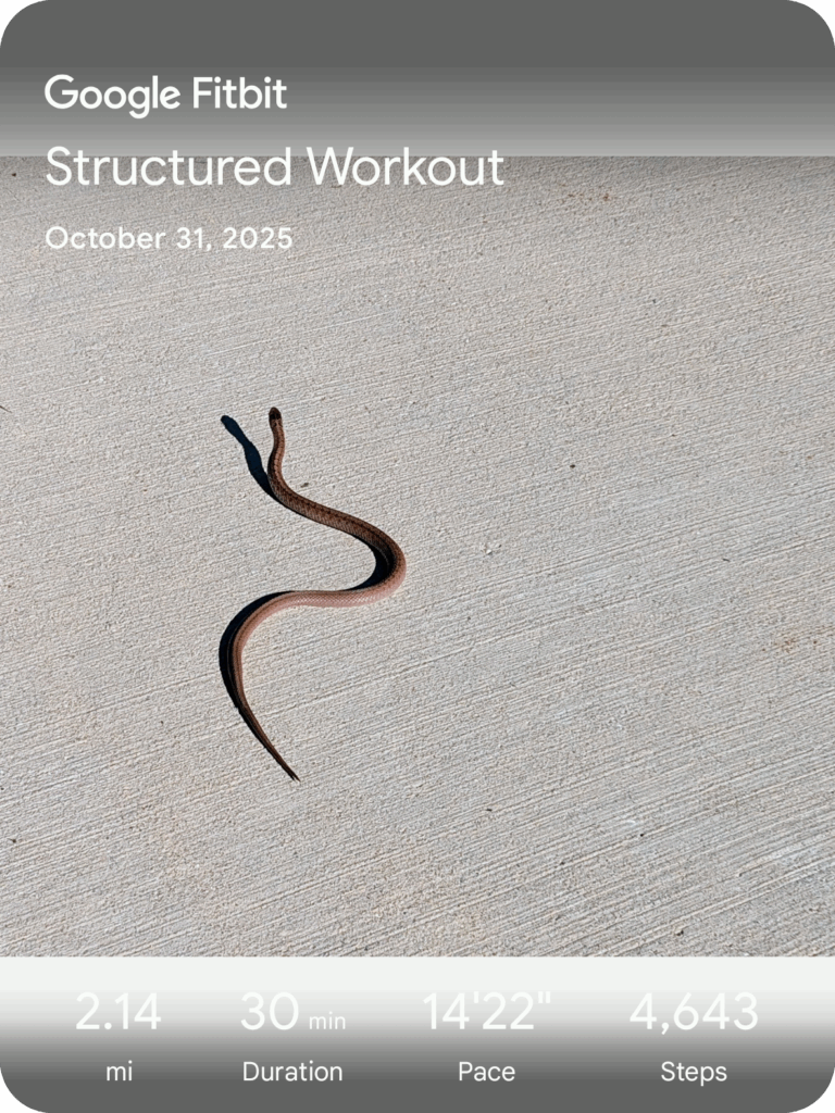 A small snake on the sidewalk, with stats from my run superimposed on top by Fitbit