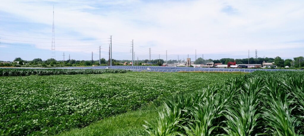 Soybeans and corn, with a solar array behind