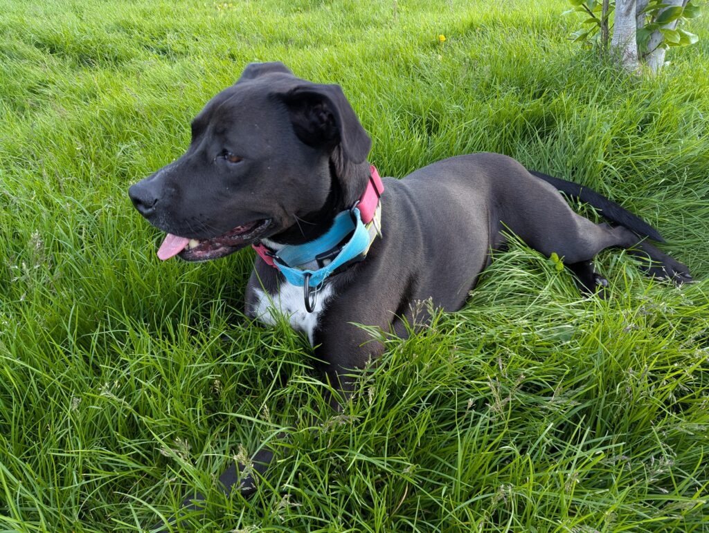 A dog lying in unmowed grass with her tongue slightly out. She is not writing.