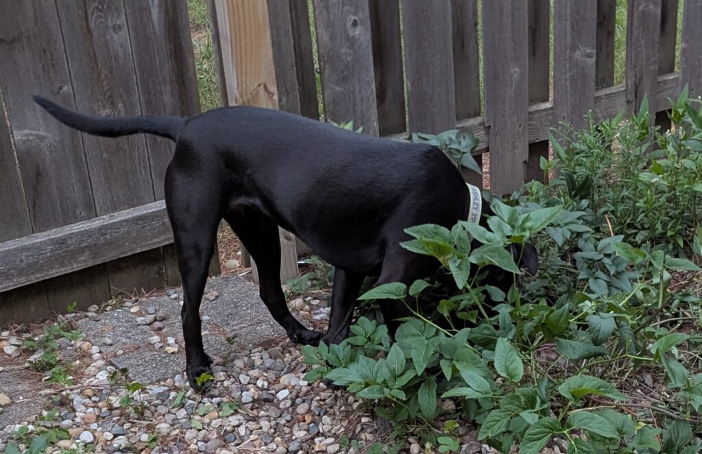 Ashley with her snout in the greenery on our patio