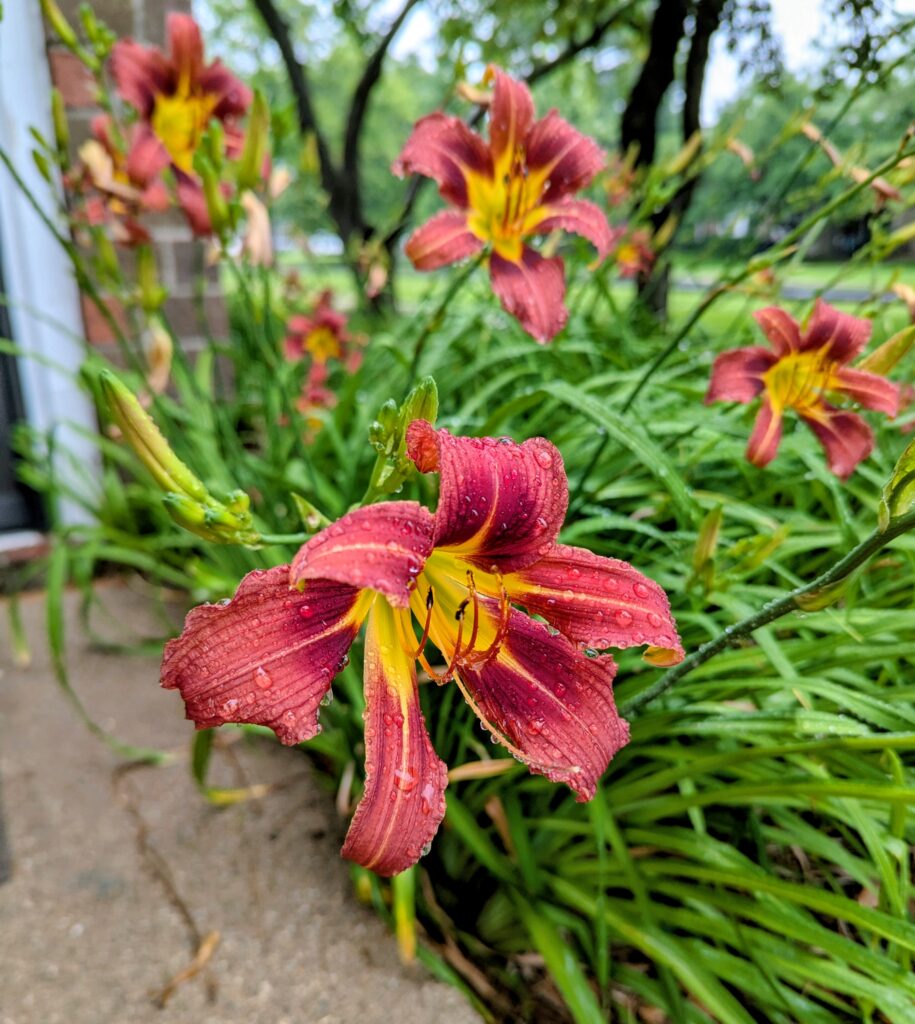 A day lily blossom covered in raindrops.