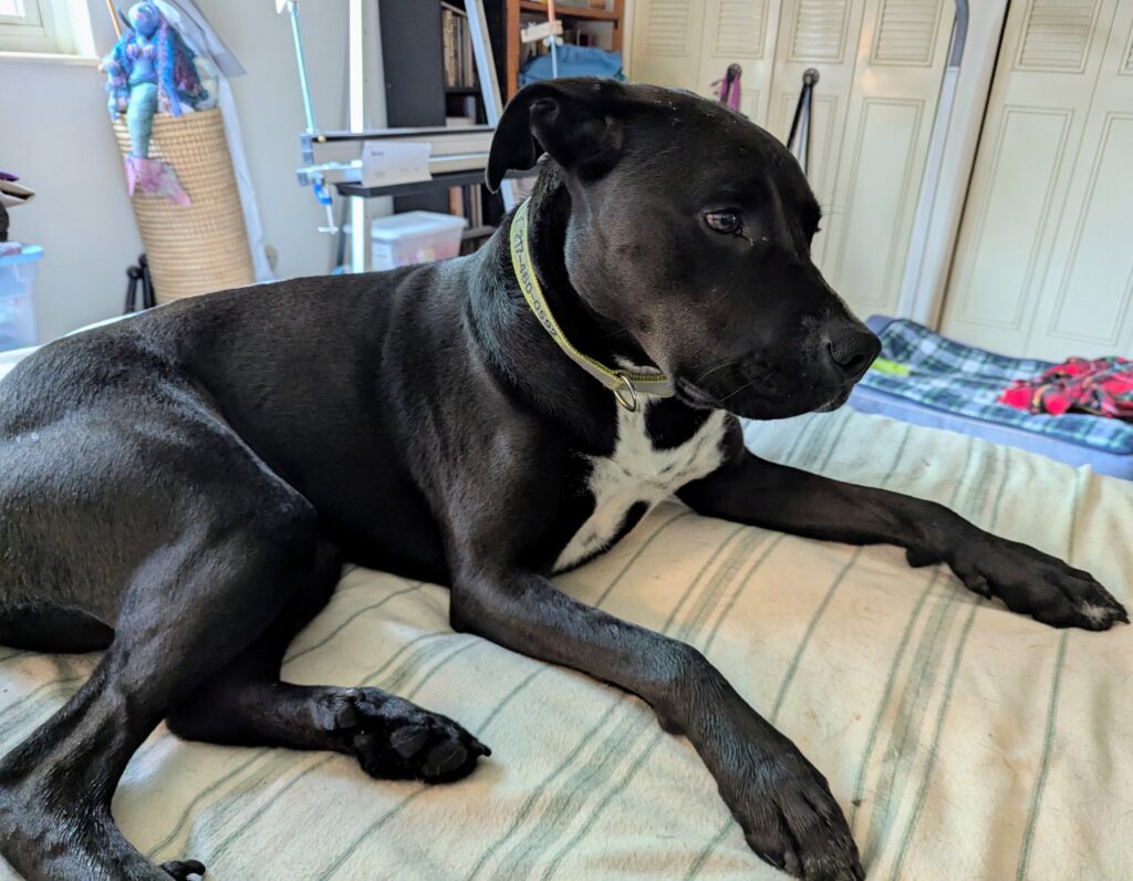A black dog with a white chest lying on a bed