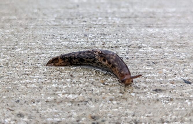 A slug crawling on a wet sidewalk