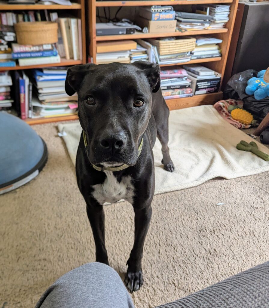 A black dog looking at the camera