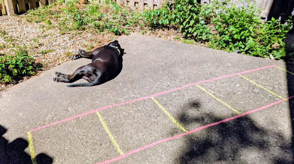 A dog lying in the sun, next to an agility ladder drawn in sidewalk chalk