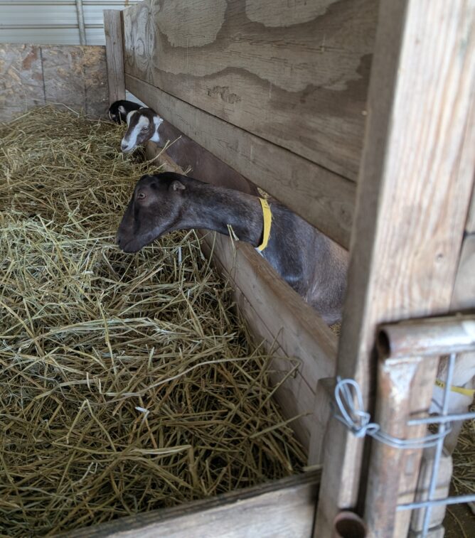 Two goats with their heads thrust through a narrow gap in a wall to reach some food